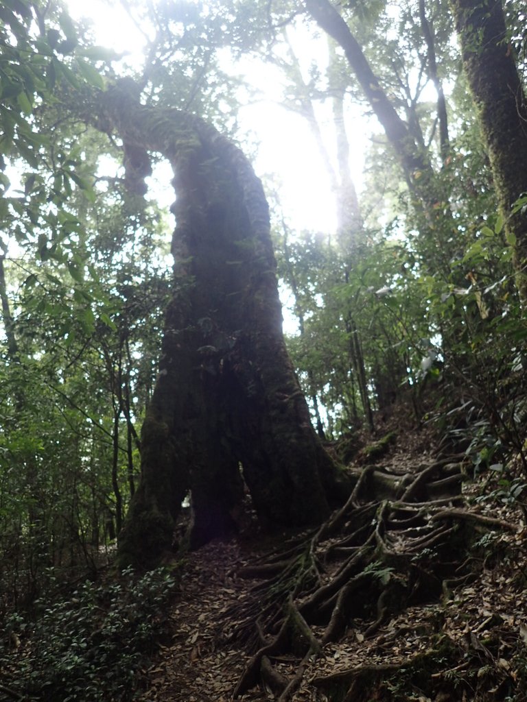 PA185659.JPG - 台中  和平  稍來山南峰