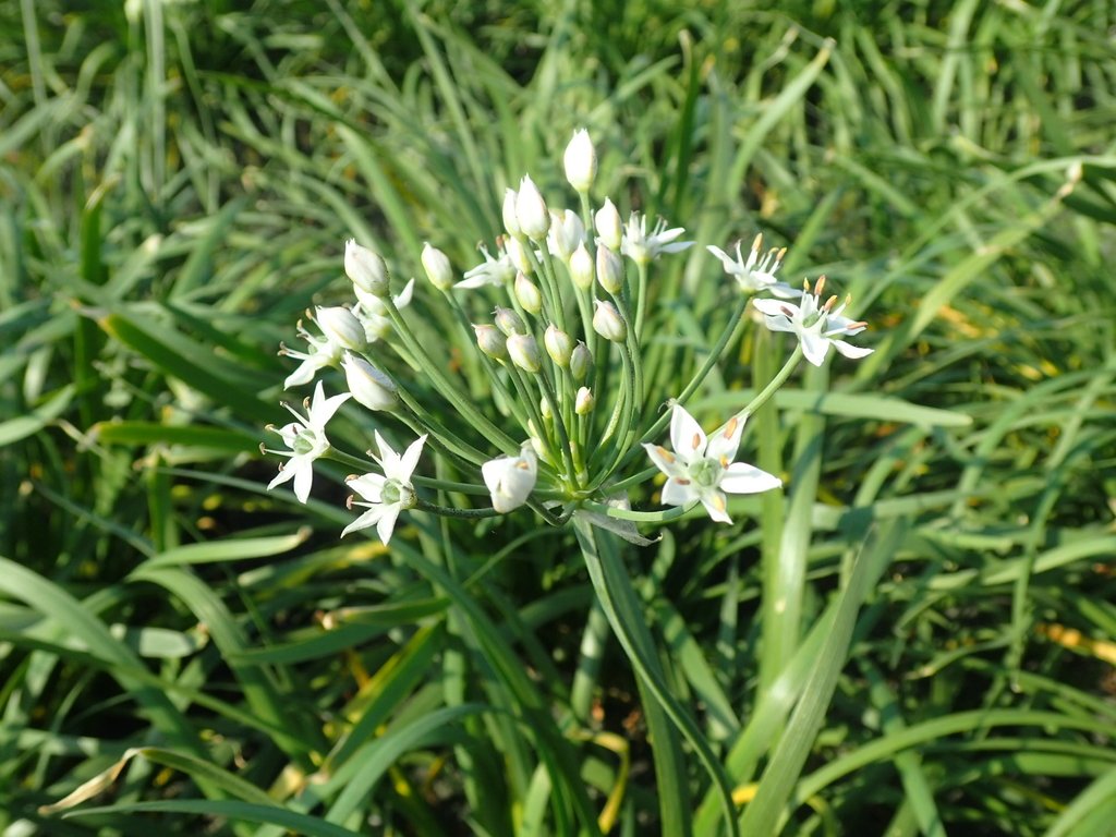 PB108284.JPG - 竹塘  溪墘  韭菜花田