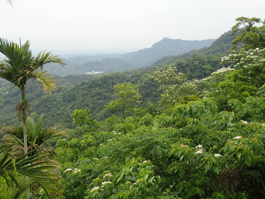 P4191931.JPG - 南庄  細湖頂  桐花山林