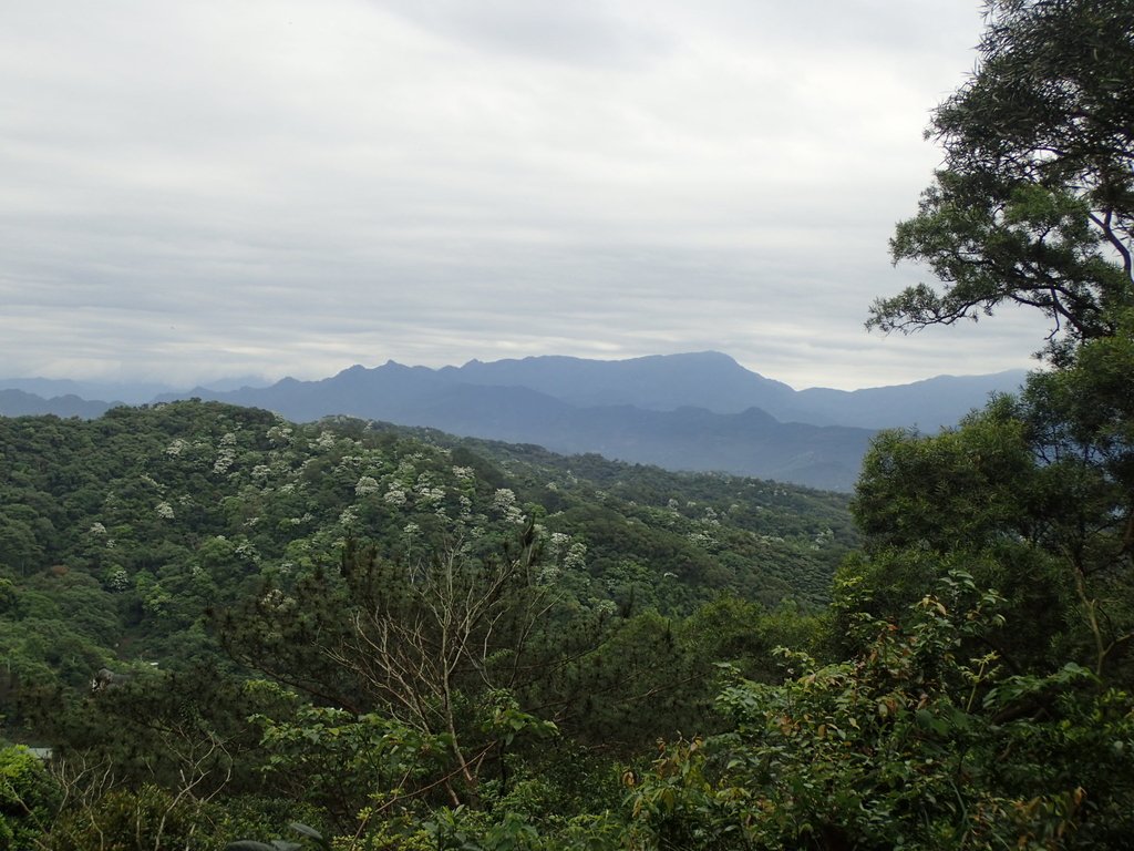 P4272136.JPG - 芎林  飛鳳山  (中坑山)