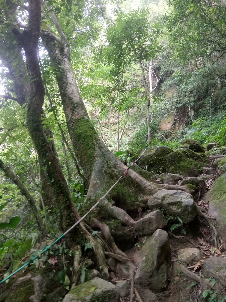 DSC_1013.JPG - 新竹  五指山登山步道