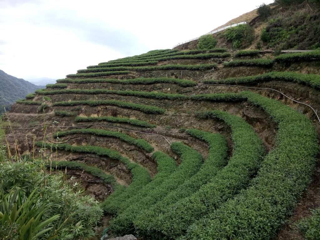 DSC_4735.JPG - 坪林  厚德岡坑  茶園之美