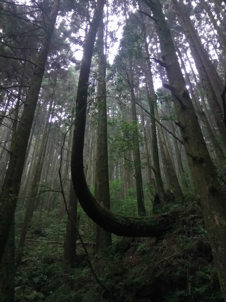 DSC_5300.JPG - 台中  和平  橫嶺山自然步道