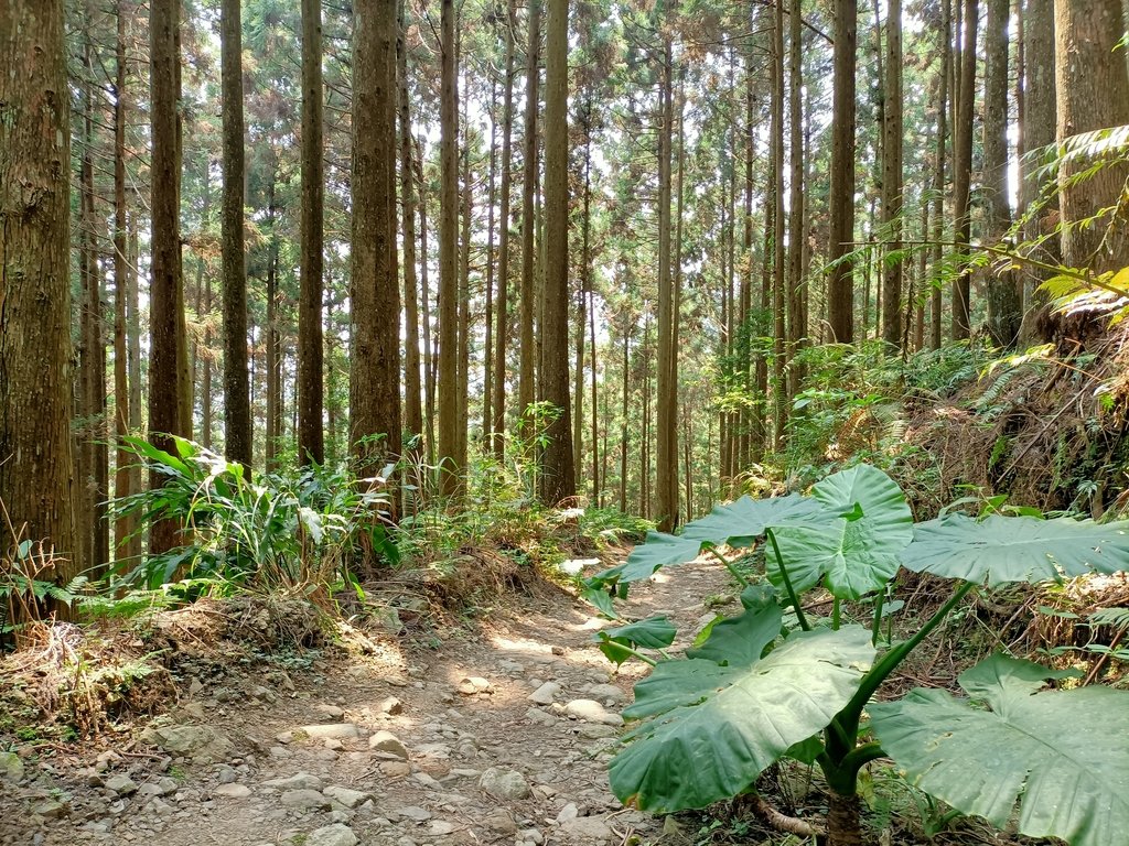 IMG20210403111405.jpg - 五峰  鵝公髻山登山步道  (02)