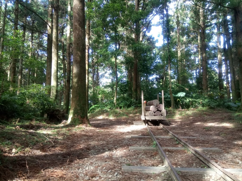 DSC_8993.JPG - 復興  東眼山森林步道