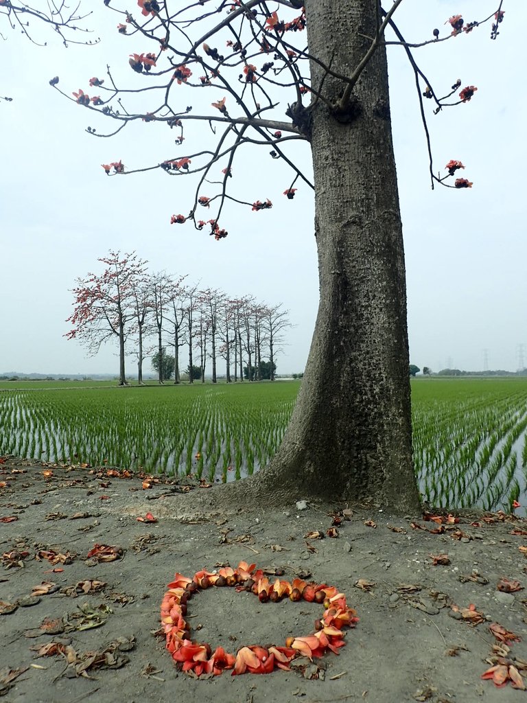 P3066485.JPG - 竹塘  田頭  木棉花道