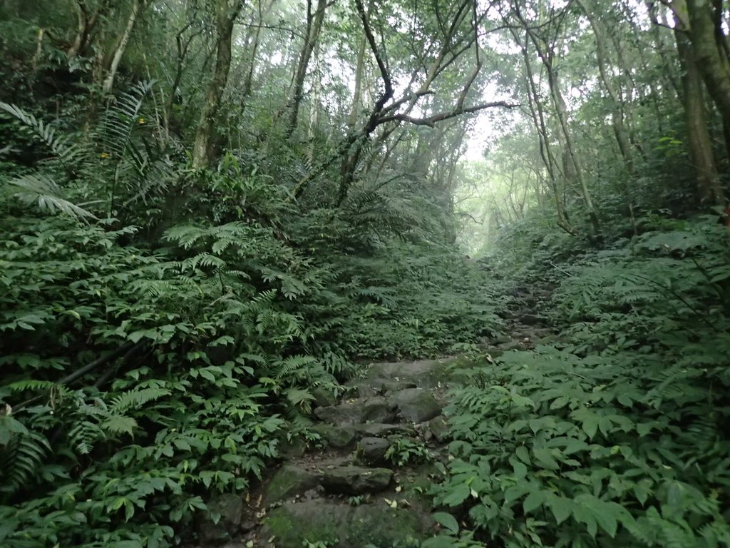 P3039065.JPG - 三峽  白雞山登山步道