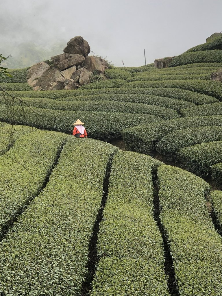 IMG_4696.JPG - 阿里山  隙頂茶園之美