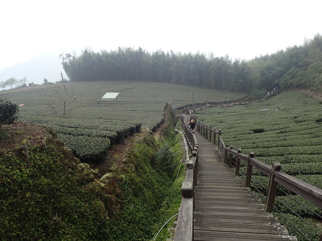 P3257908.JPG - 阿里山  頂石卓茶園之美