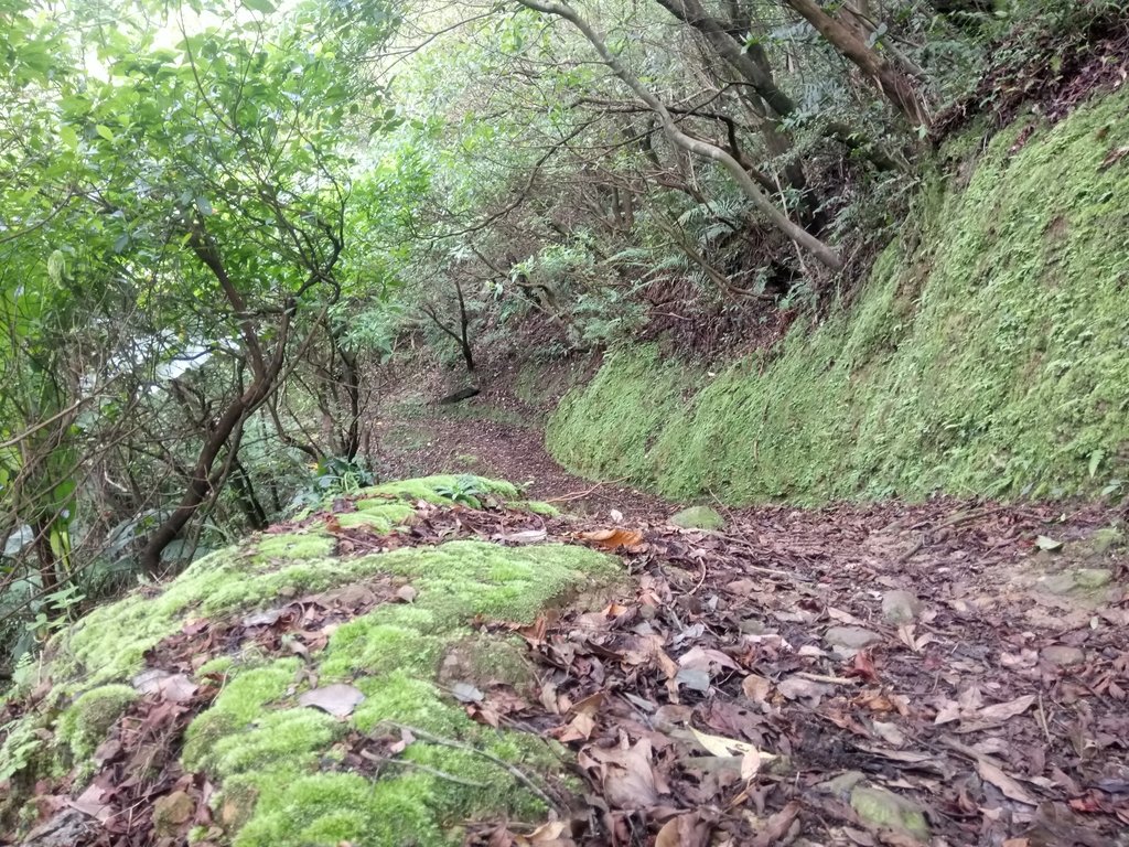 DSC_9444.JPG - 瑞芳  雞籠山登山步道