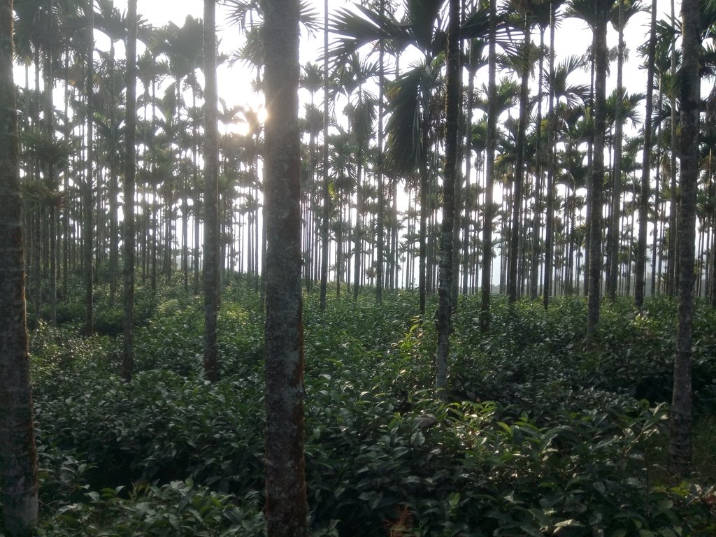 DSC_1918.JPG - 魚池  金龍山  (槌子寮山)