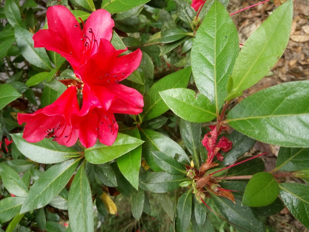 DSC_5082.JPG - 南庄  細湖頂  桐花山林