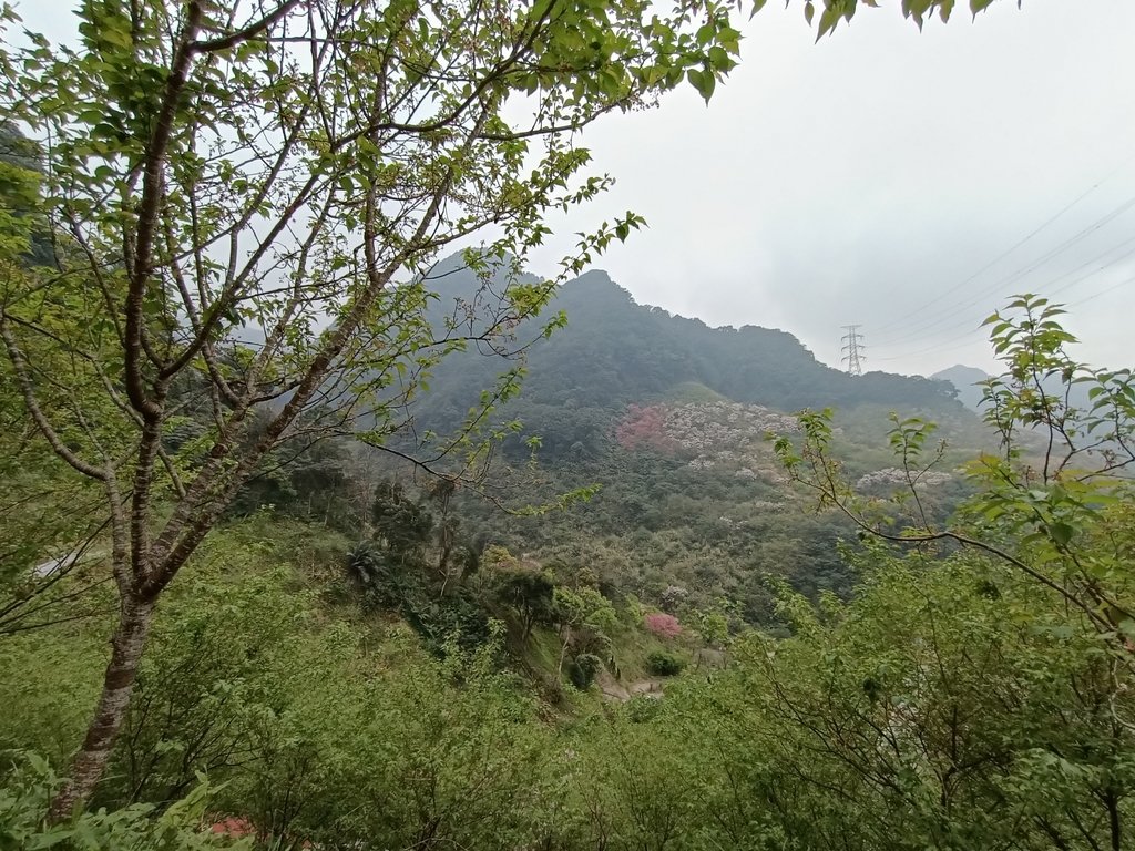 IMG20210226122948.jpg - 三峽  熊空  大熊櫻花林