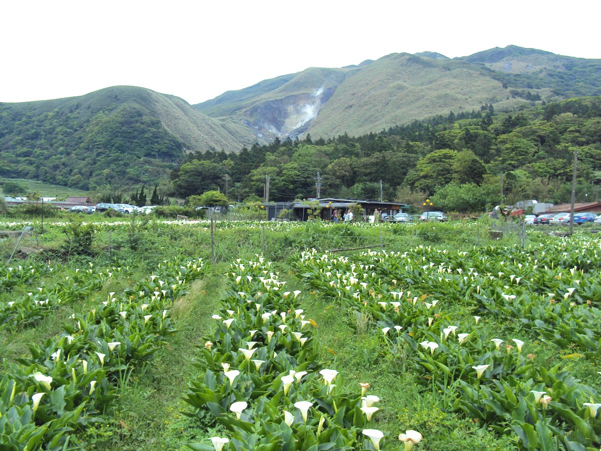 DSC05253.JPG - 竹子湖海芋步道