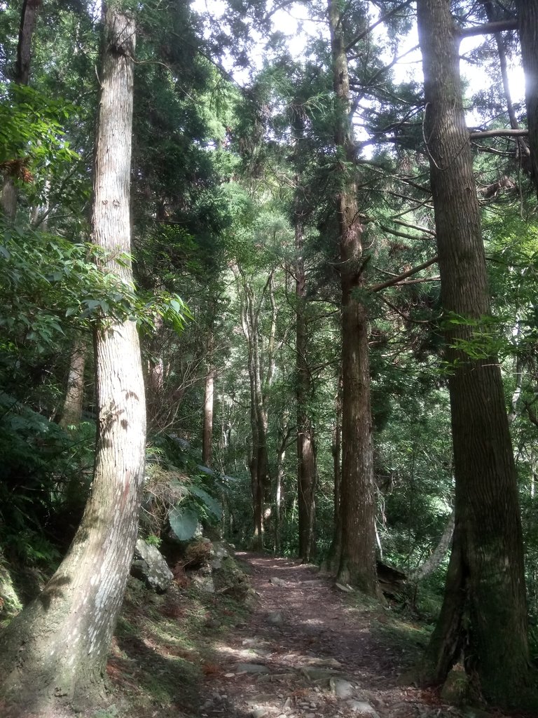 DSC_9016.JPG - 復興  東滿步道