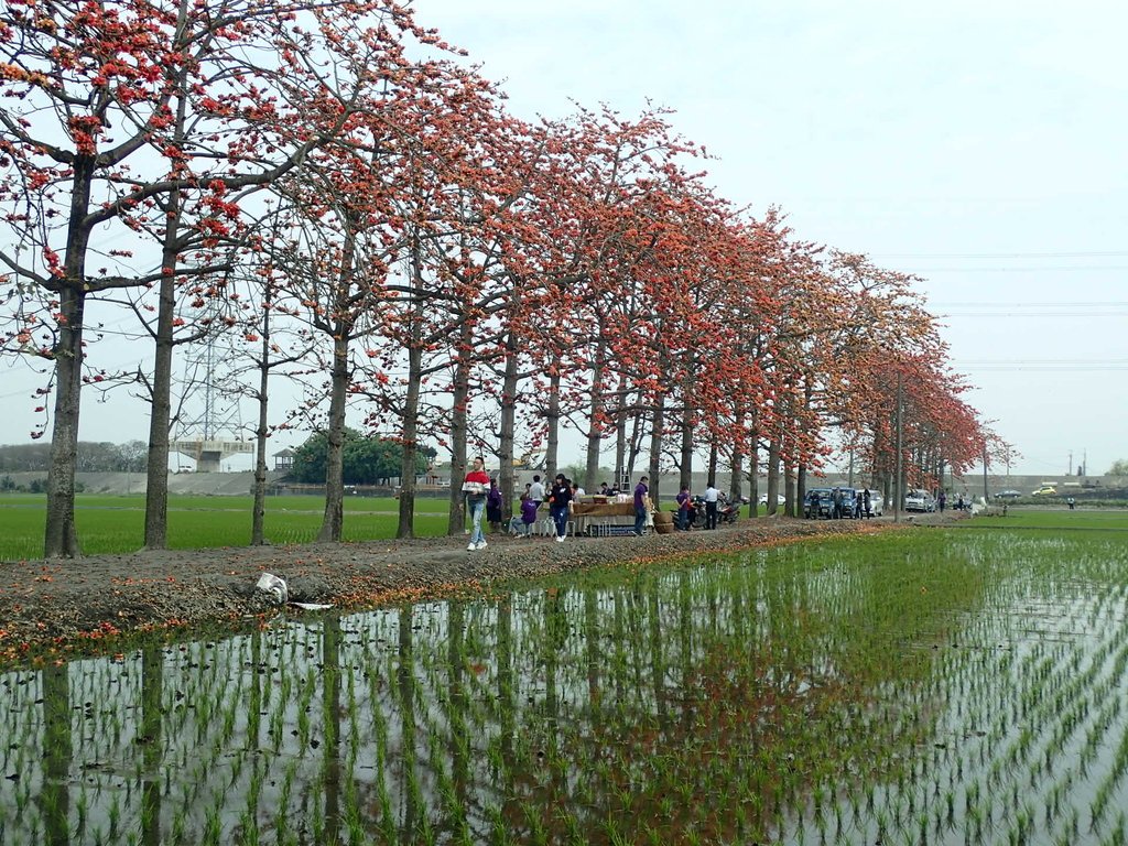 P3066524.JPG - 竹塘  田頭  木棉花道