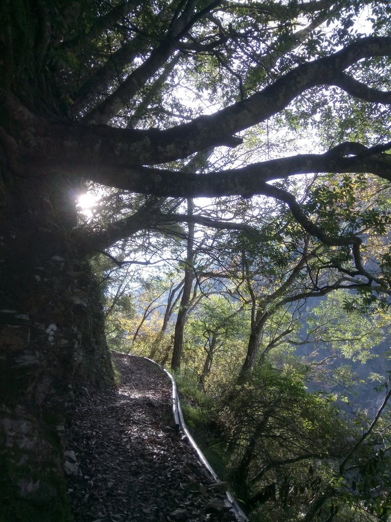 DSC_9047.JPG - 東埔  八通關古道