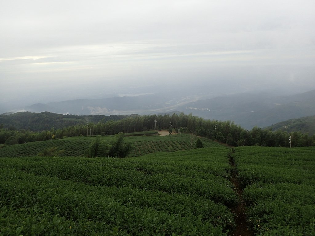 PA231851.JPG - 古坑  雲嶺之丘