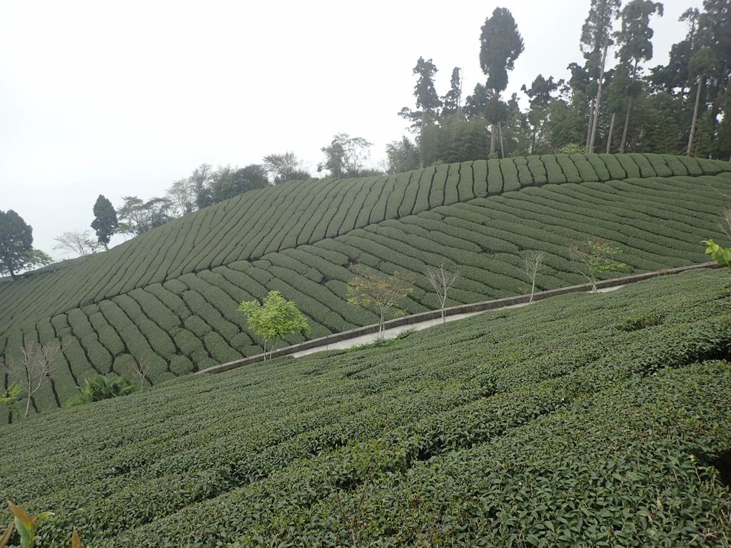 P3257885.JPG - 阿里山  頂石卓茶園之美