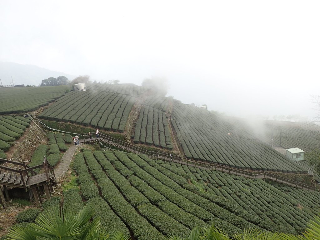 P3257913.JPG - 阿里山  頂石卓茶園之美