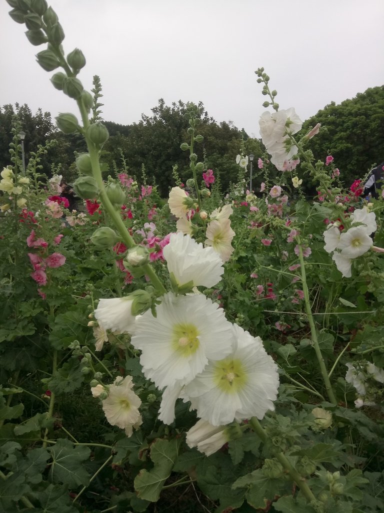 DSC_9217.JPG - 花博公園  蜀葵花季