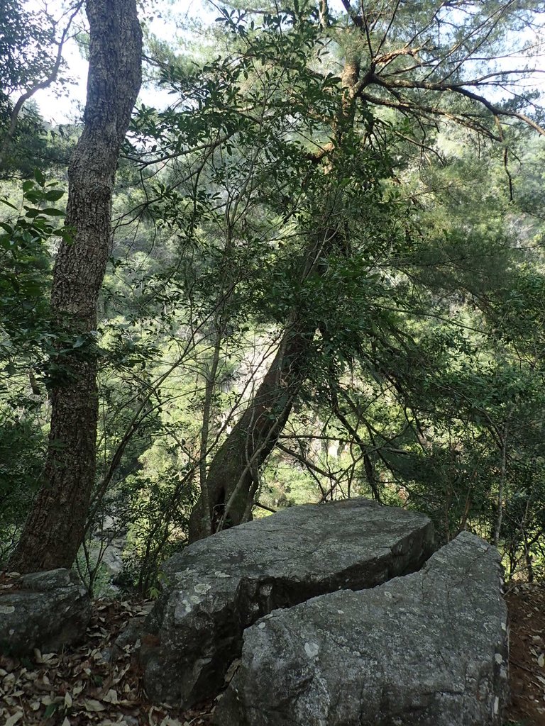 P3167365.JPG - 谷關七雄之  屋我尾山