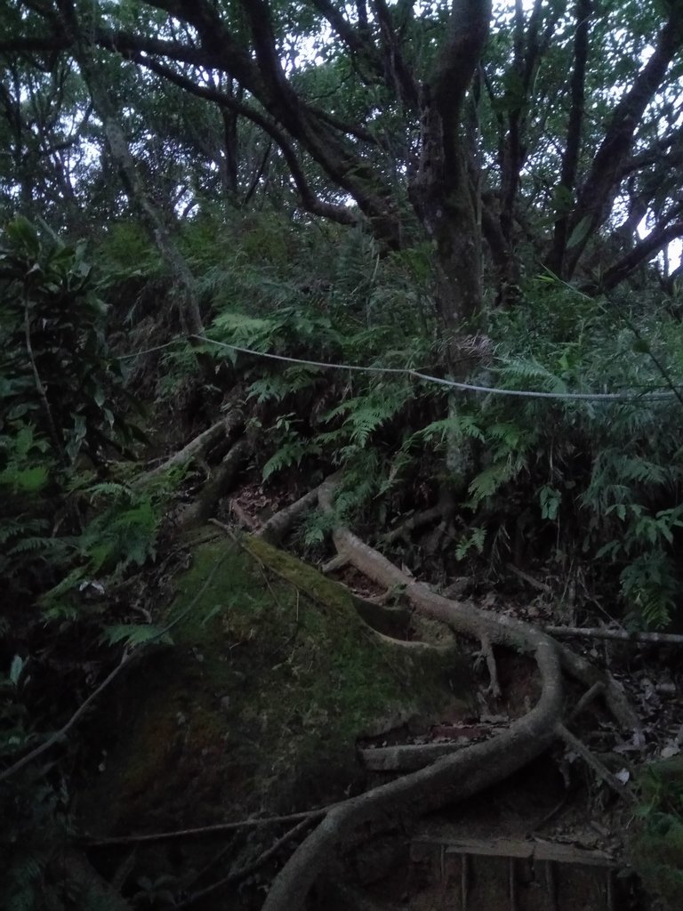 DSC_9278.JPG - 內湖  白鷺鷥山親山步道