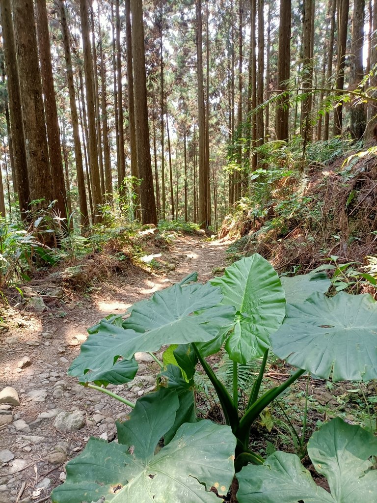 IMG20210403111433.jpg - 五峰  鵝公髻山登山步道  (02)