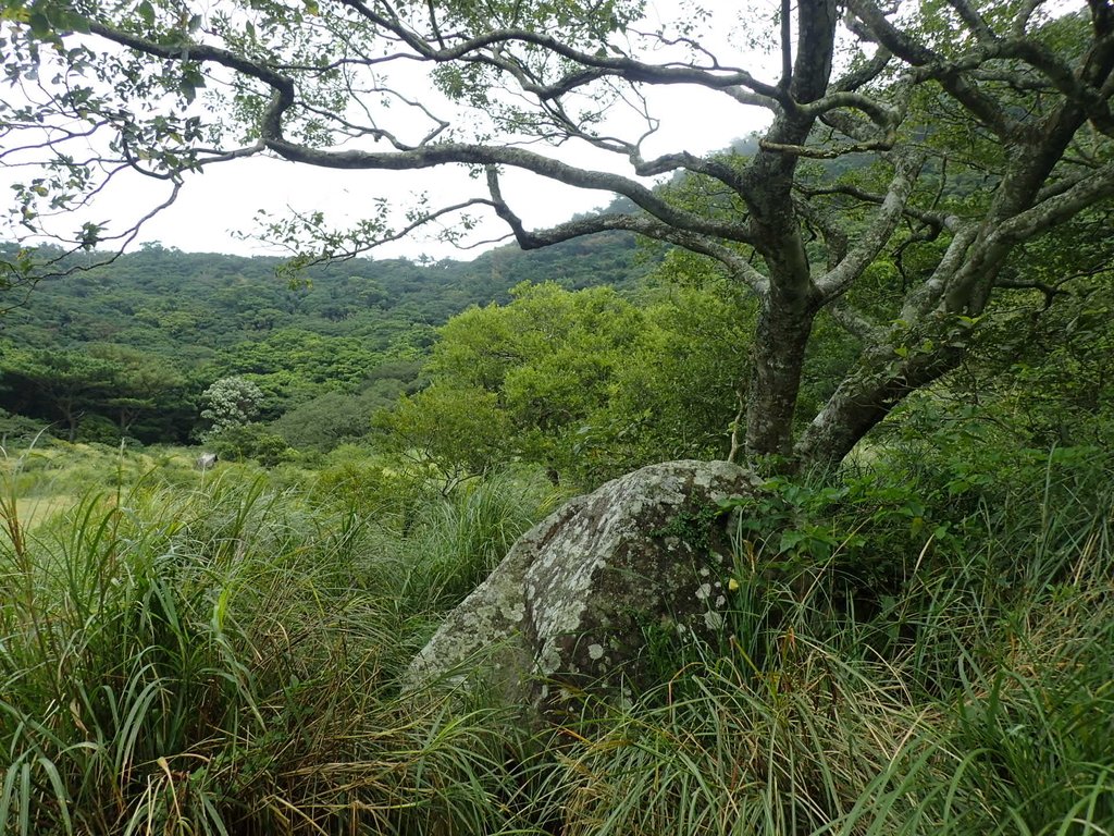 P9238217.JPG - 北投  面天山  向天湖步道