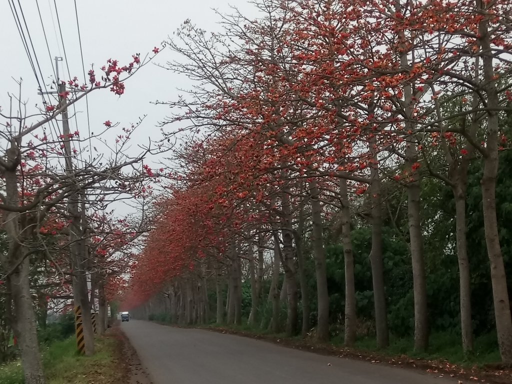 DSC_8298.JPG - 埤頭  東螺溪  木棉花