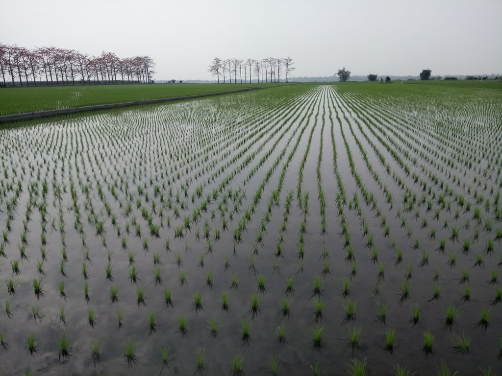 DSC_8355.JPG - 竹塘  田頭  木棉花道