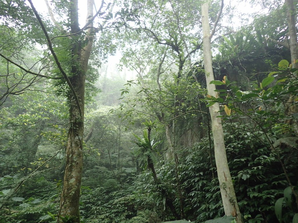 P3039071.JPG - 三峽  白雞山登山步道