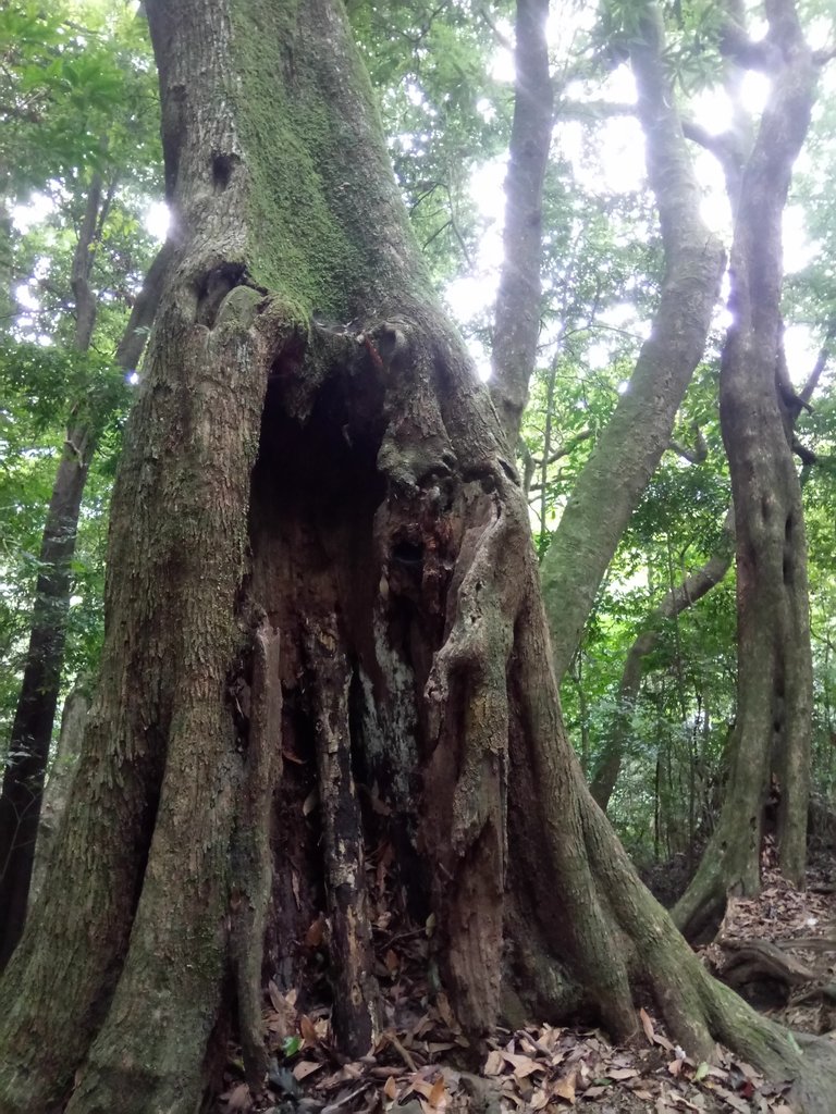 DSC_9540.JPG - 苗栗  泰安  虎山行