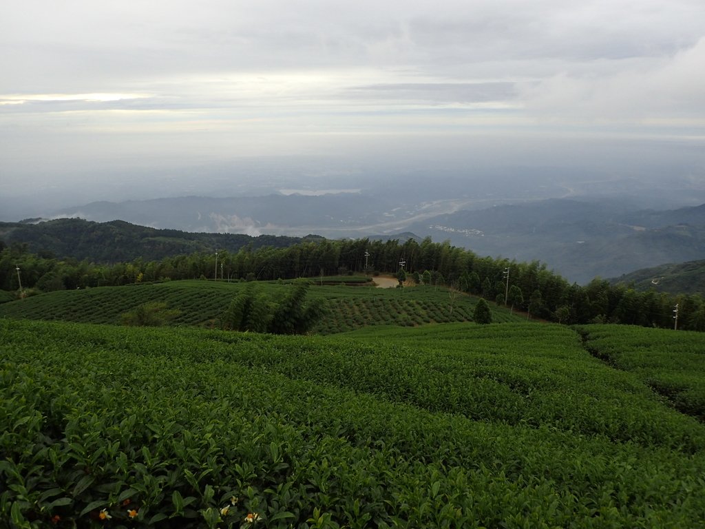 PA231857.JPG - 古坑  雲嶺之丘