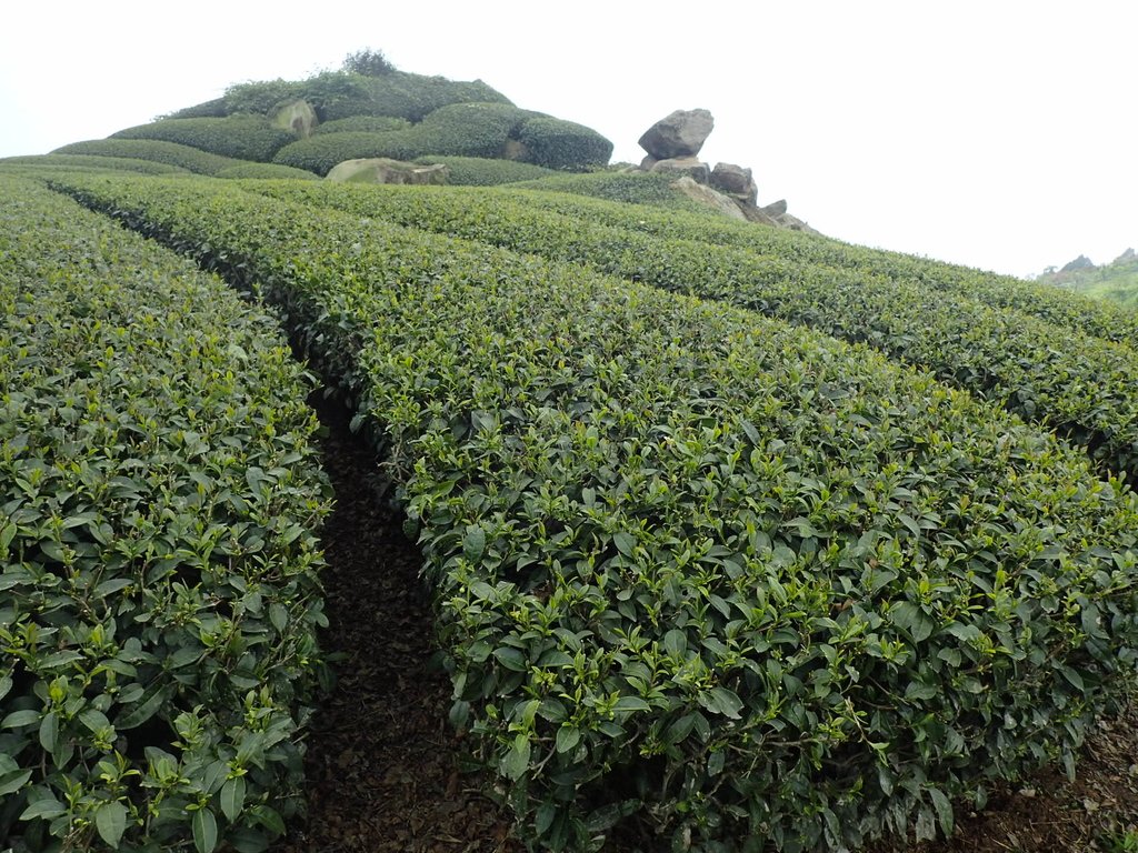 P3257835.JPG - 阿里山  隙頂茶園之美