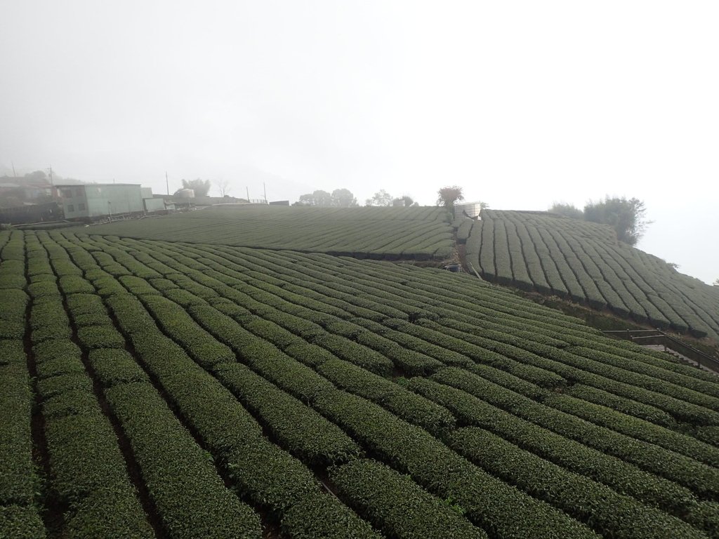 P3257897.JPG - 阿里山  頂石卓茶園之美