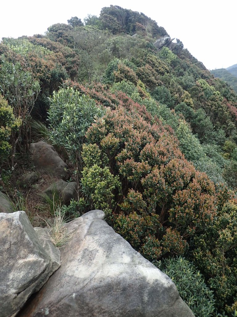 P3160151.JPG - 汐止  金面山(金明山)  稜線步道