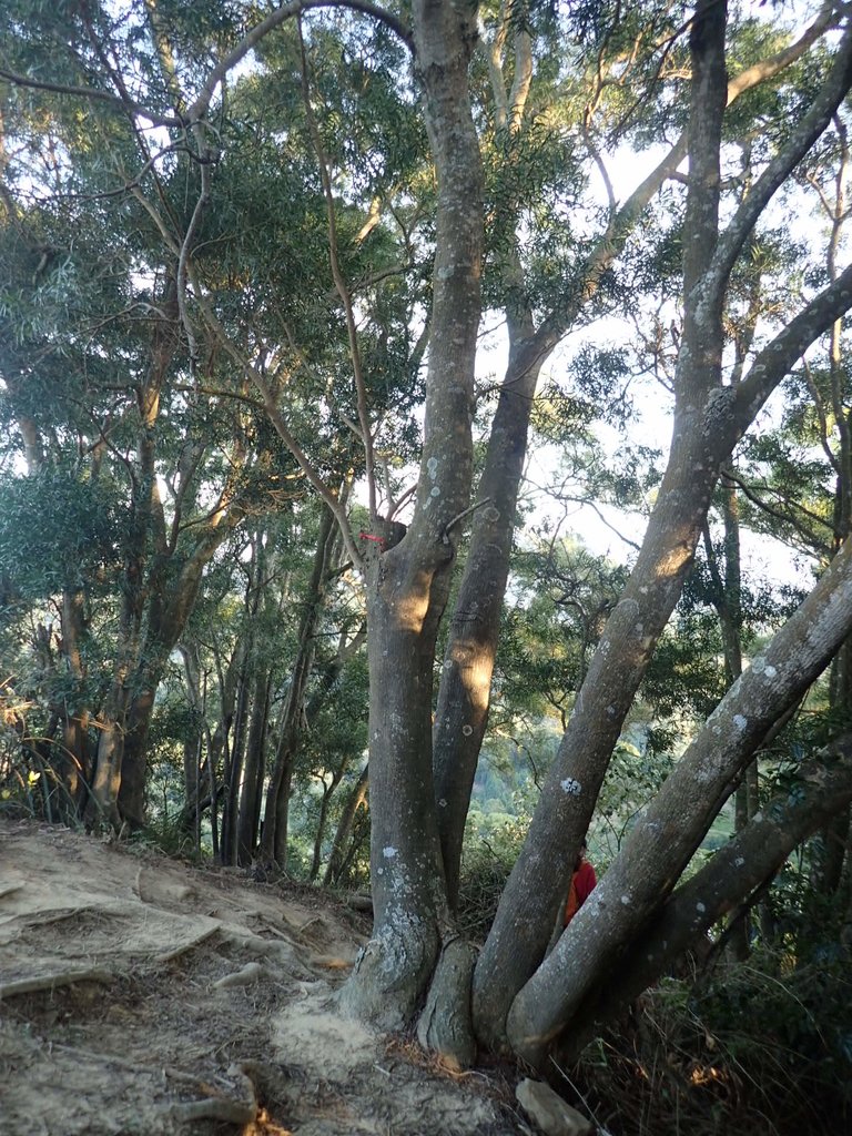 P1123666.JPG - 潭子 聚興山  新田登山步道