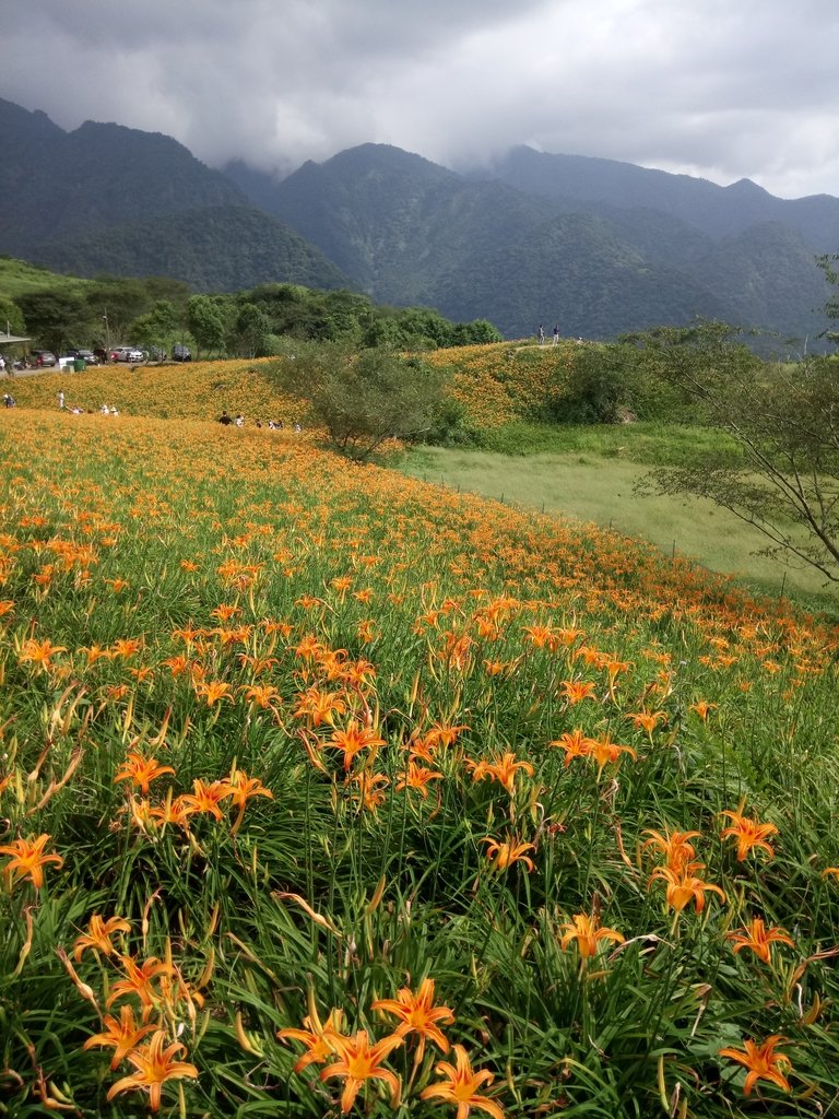 DSC_0726.JPG - 富里  六十石山  金針花季