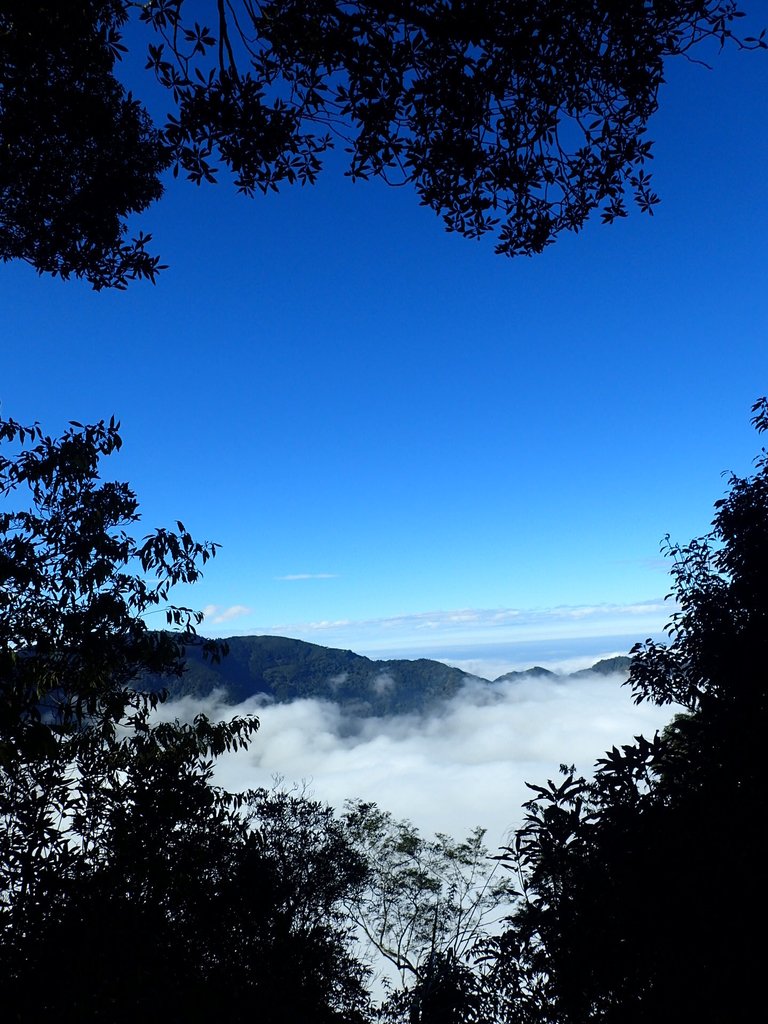 PC055888.JPG - 鹿谷  溪頭  南鳳凰山