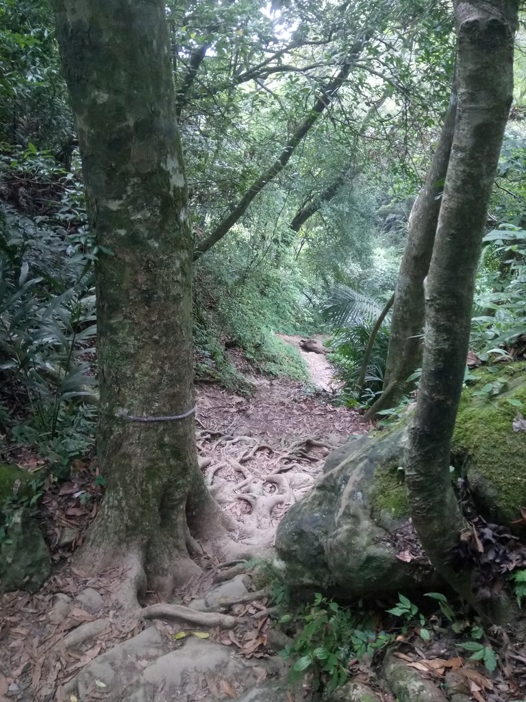 DSC_1054.JPG - 新竹  五指山登山步道