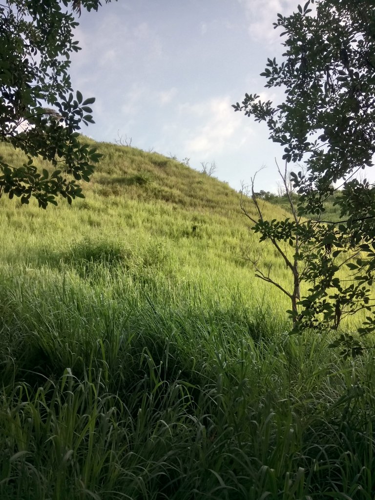 DSC_5827.JPG - 龍井  竹坑南寮登山步道