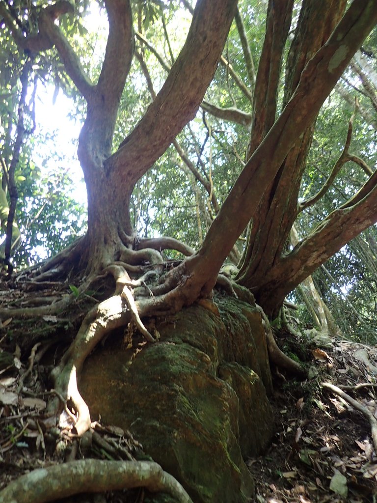 PA040451.JPG - 魚池  大尖山登山步道