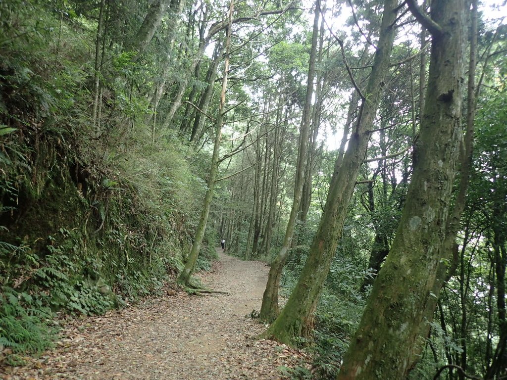 P7235908.JPG - 台中  和平  橫嶺山自然步道