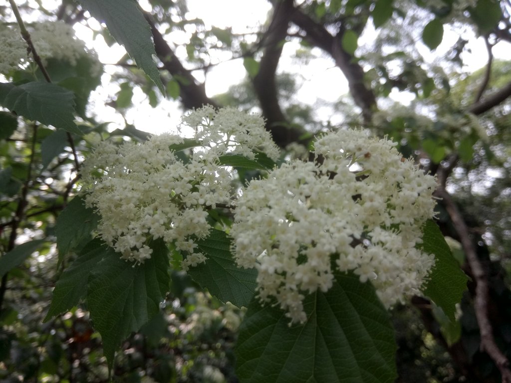 DSC_1050.JPG - 北投  丹鳳山上  麻葉繡球