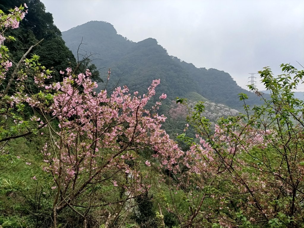 IMG20210226123159.jpg - 三峽  熊空  大熊櫻花林