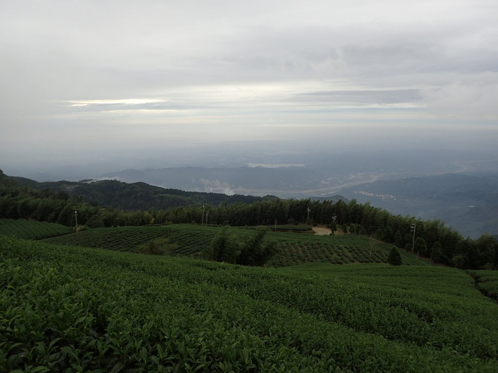 PA231858.JPG - 古坑  雲嶺之丘