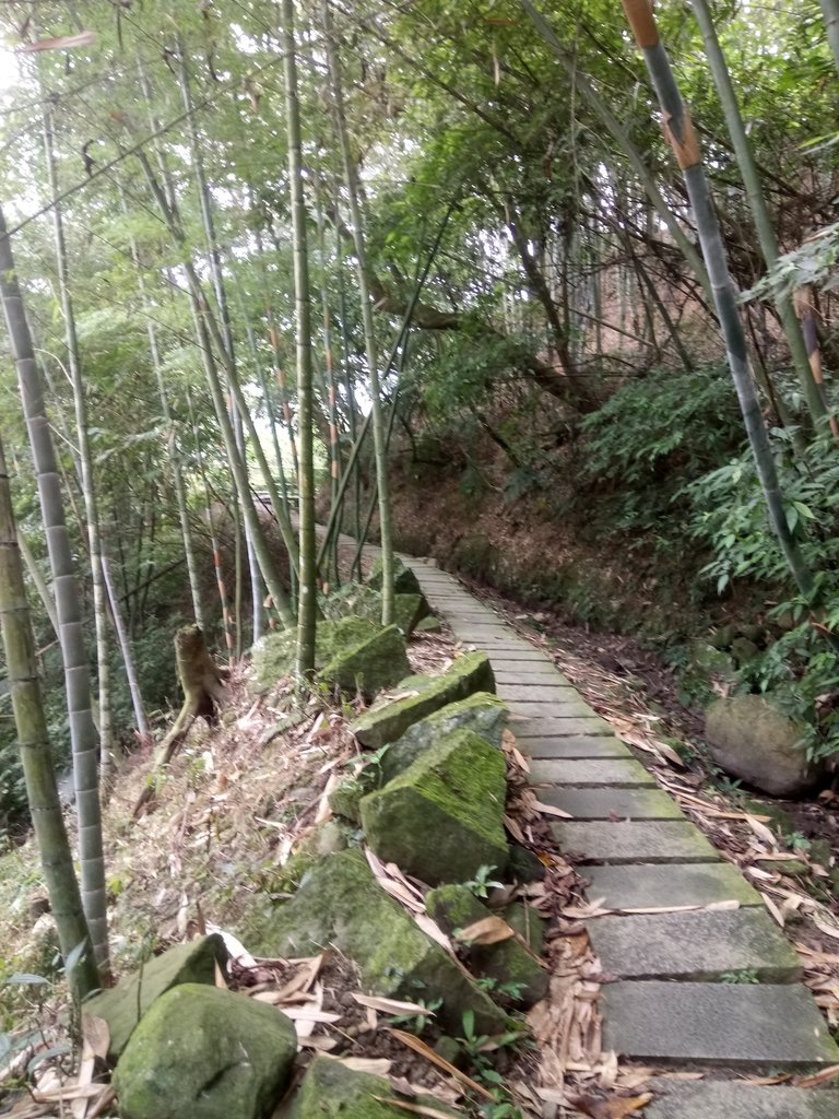DSC_0556.JPG - 鹿谷  長源圳古道