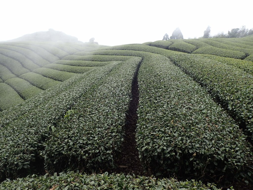 P3257843.JPG - 阿里山  隙頂茶園之美