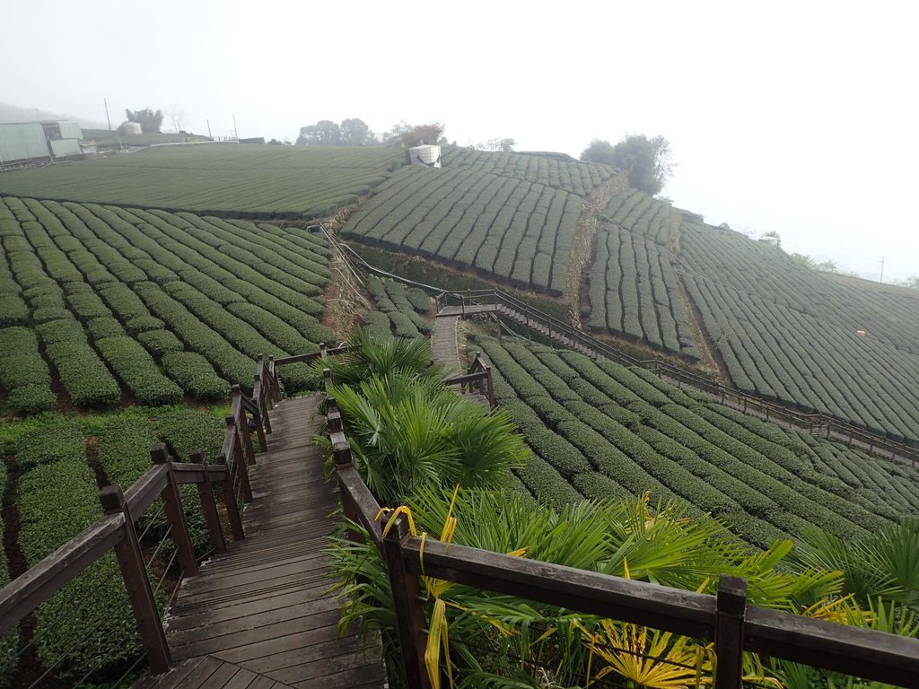 P3257899.JPG - 阿里山  頂石卓茶園之美